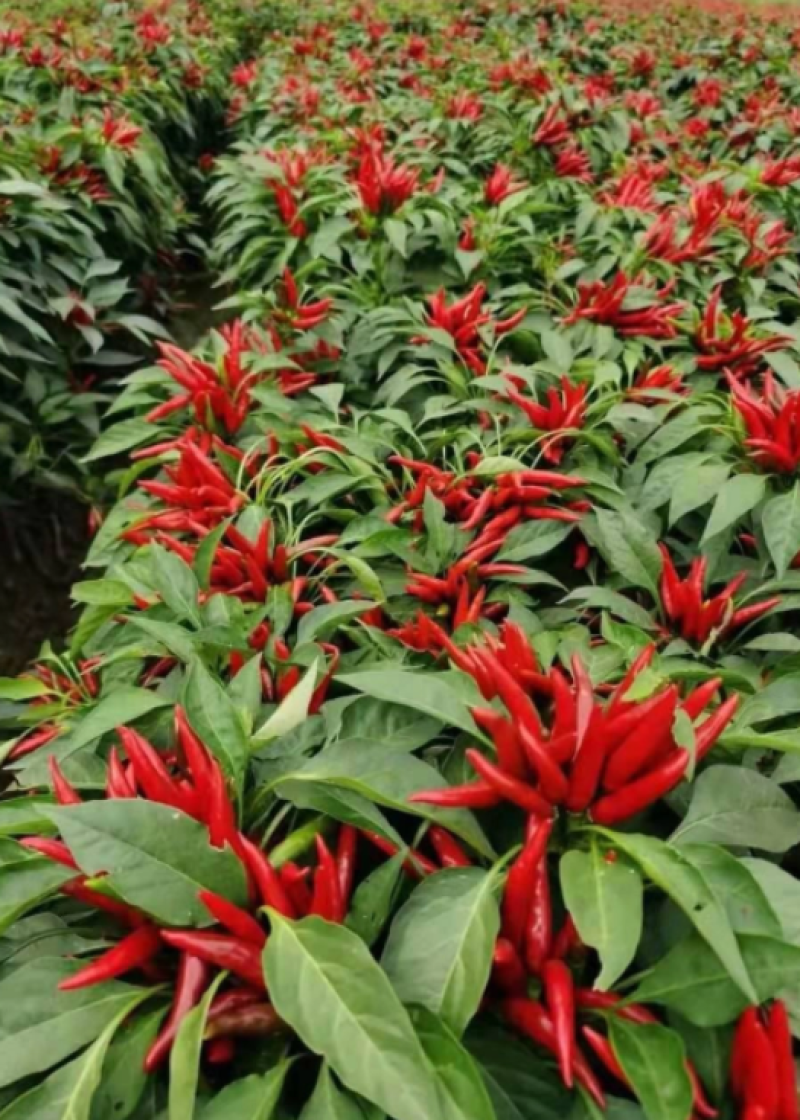 朝天椒三樱簇生，新一代麦茬种植6月10号大量有苗