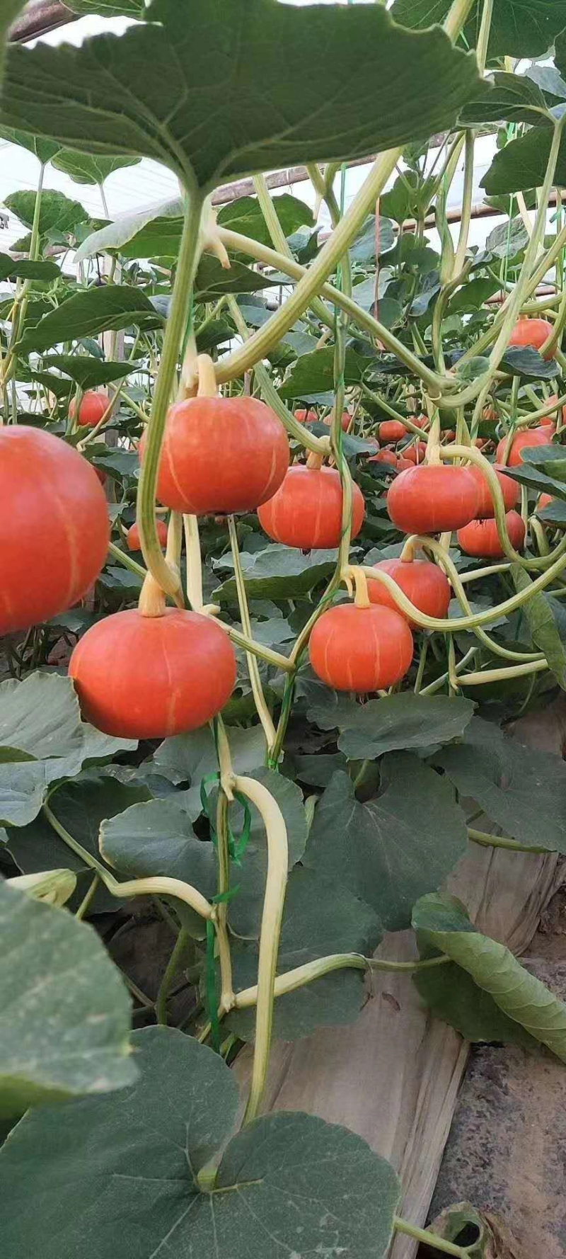 【推荐】南瓜红南瓜一手货源可视频看货供应全国