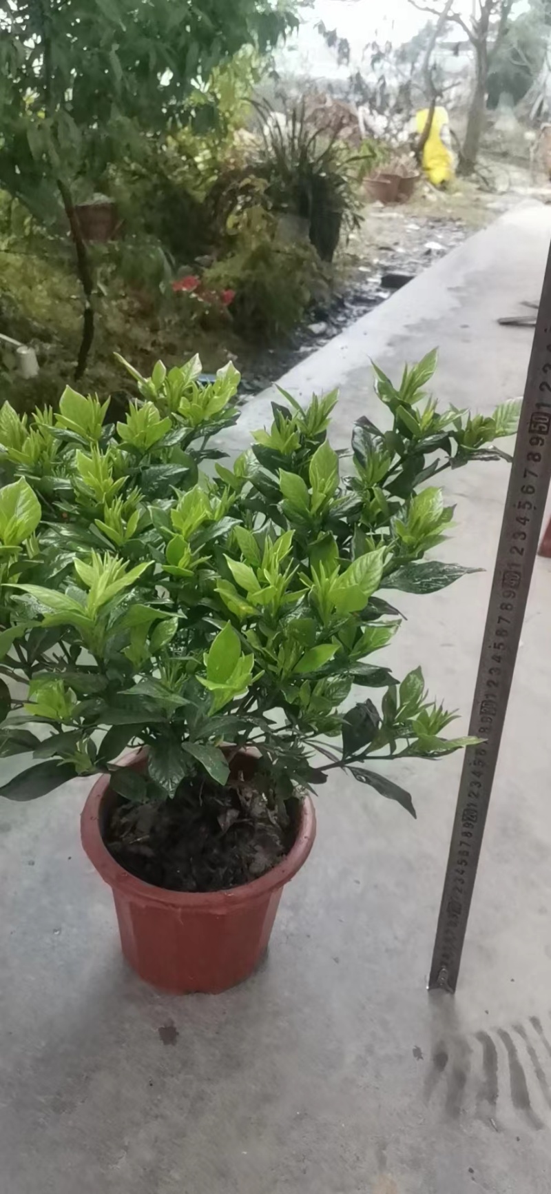 栀子花苗一手货源基地直发质量保障视频看货诚信合作欢迎来电