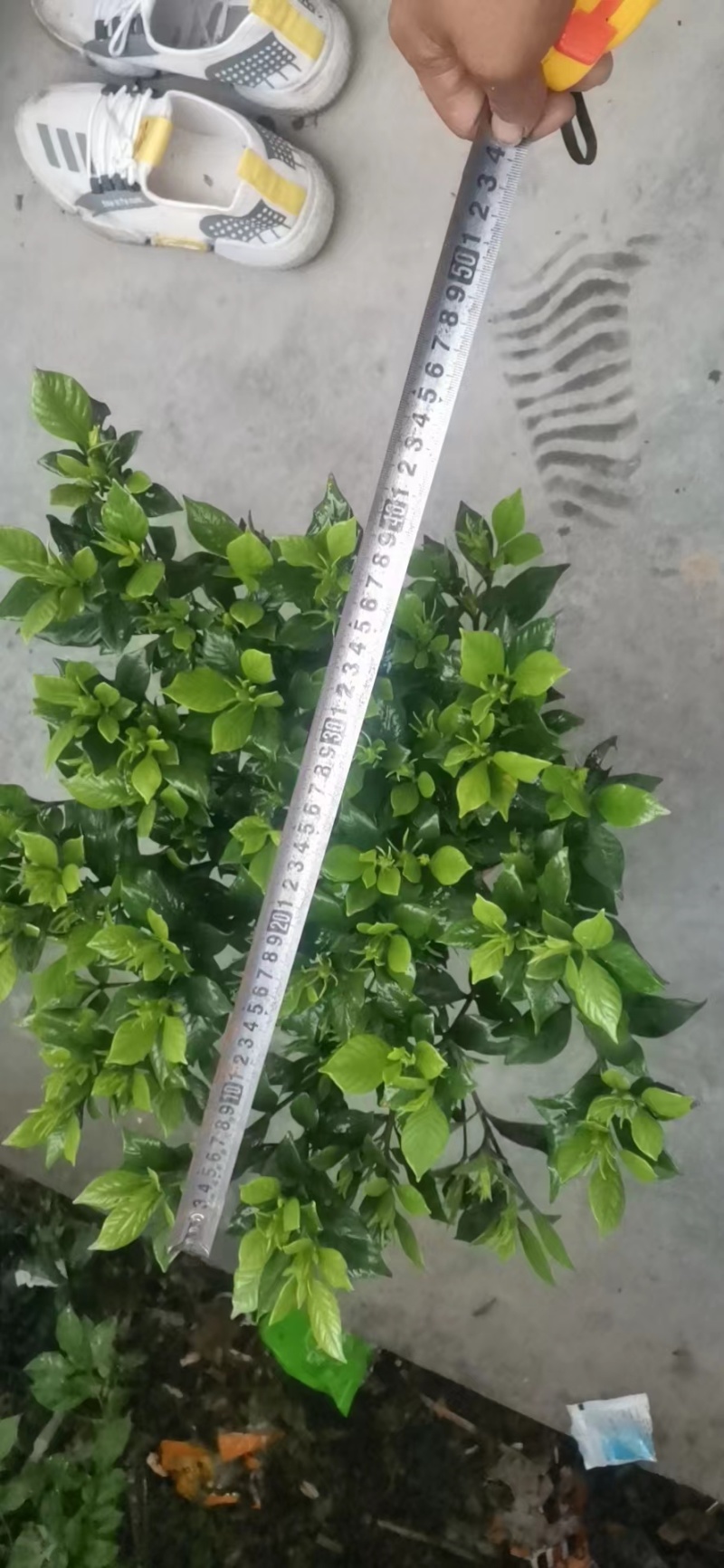 栀子花苗一手货源基地直发质量保障视频看货诚信合作欢迎来电
