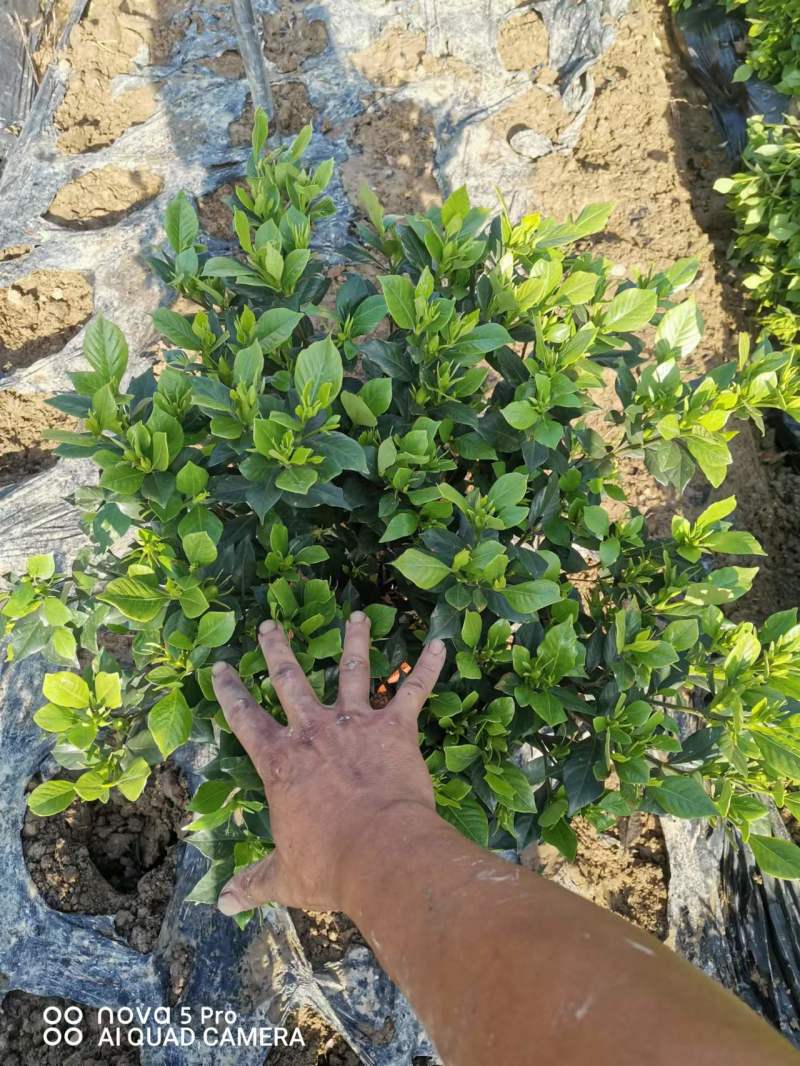 栀子花苗一手货源基地直发质量保障视频看货诚信合作欢迎来电
