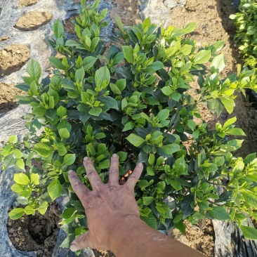 精品栀子花栀子花苗质量好价格低视频看货诚信合作一手货源