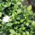 精品栀子花栀子花苗质量好价格低视频看货诚信合作一手货源