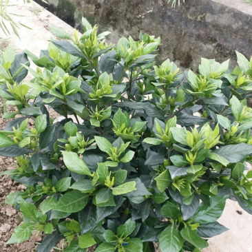 栀子花苗一手货源基地直发质量保障视频看货诚信合作欢迎来电