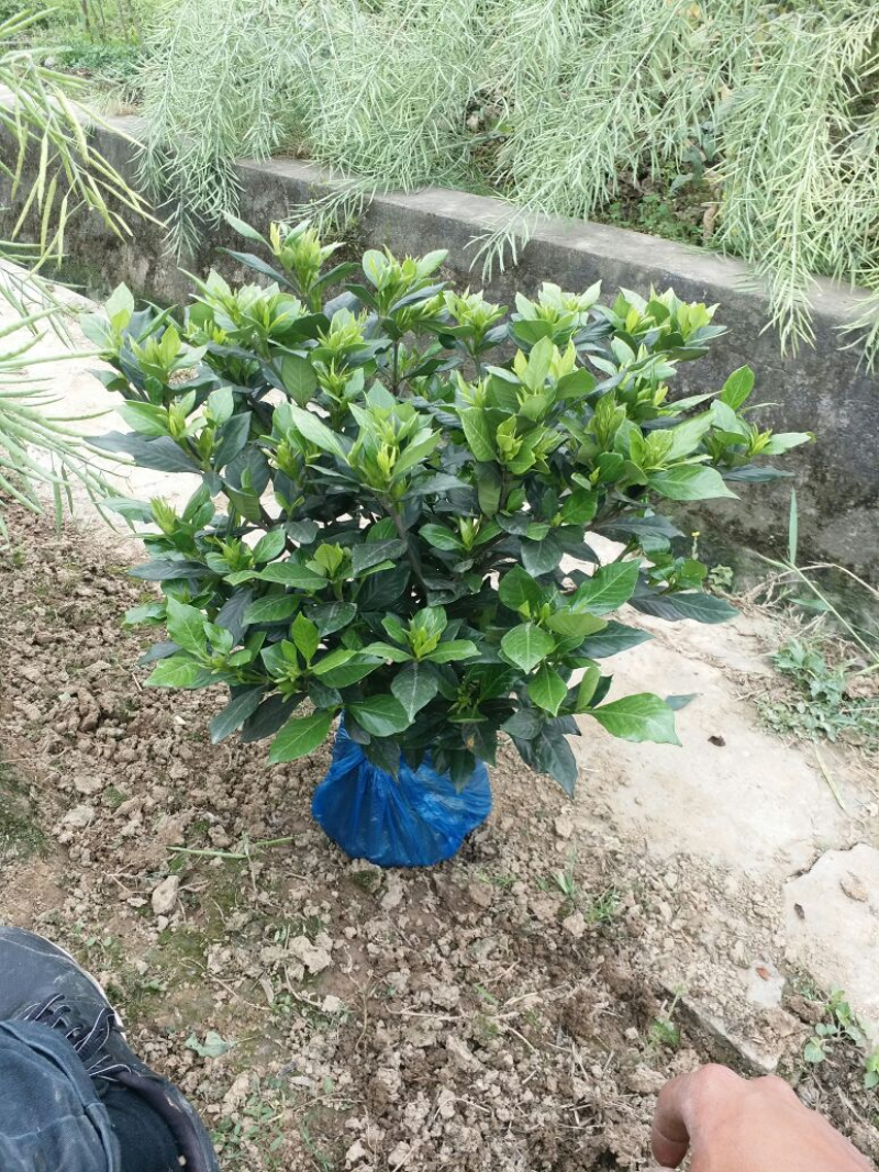 栀子花苗一手货源基地直发质量保障视频看货诚信合作欢迎来电