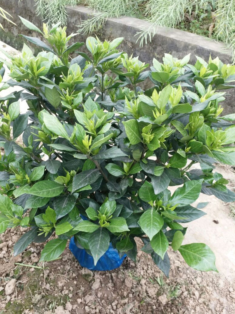 精品栀子花栀子花苗质量好价格低视频看货诚信合作一手货源