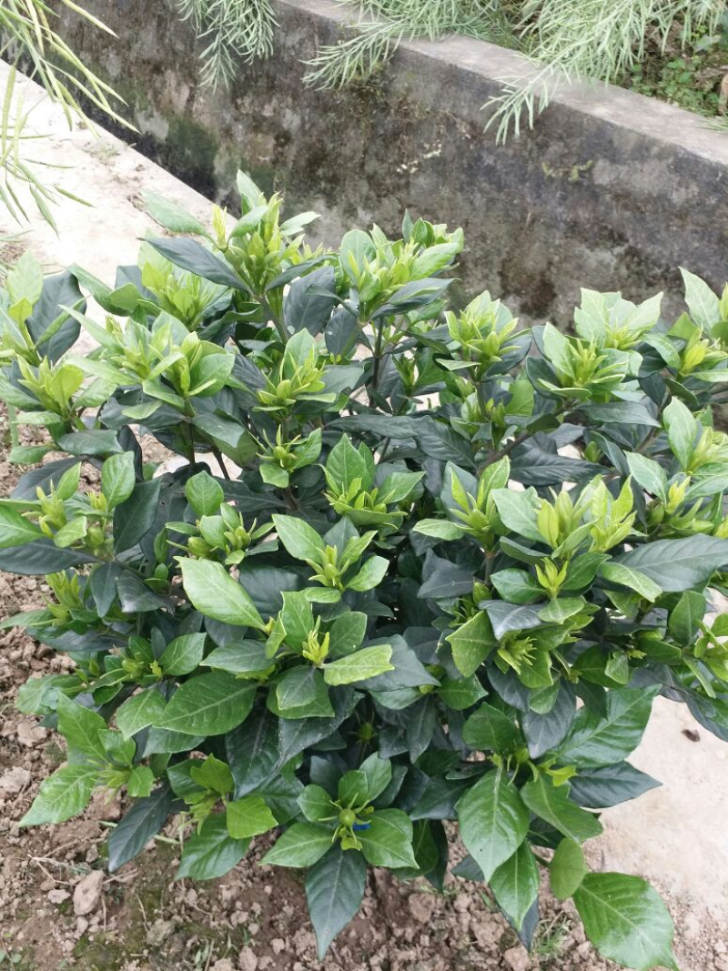 精品栀子花栀子花苗质量好价格低视频看货诚信合作一手货源