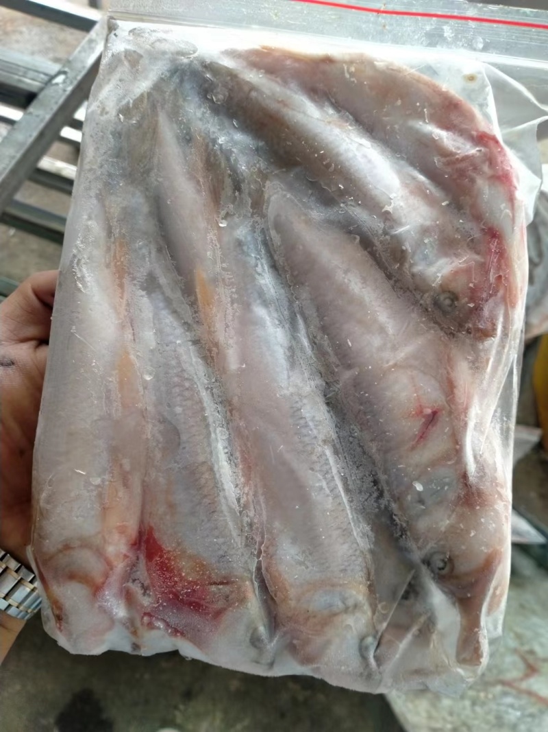 精品大嘴马口鱼辽宁基地直销现捞现卖量大价优欢迎考察