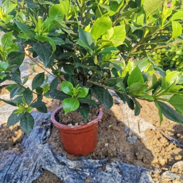 栀子花质量好价格低诚信合作一手货源基地直发视频看货
