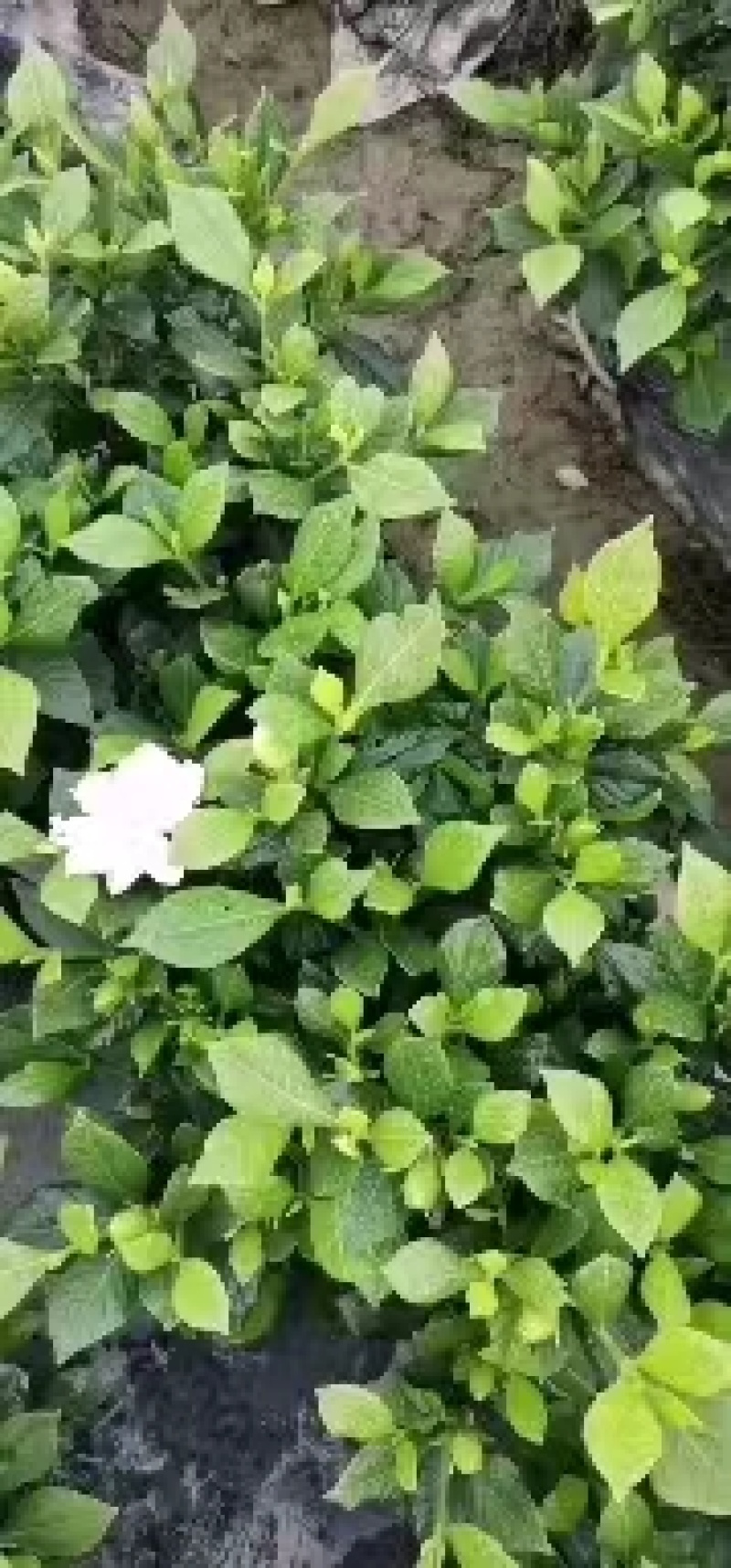 栀子花，花香叶美