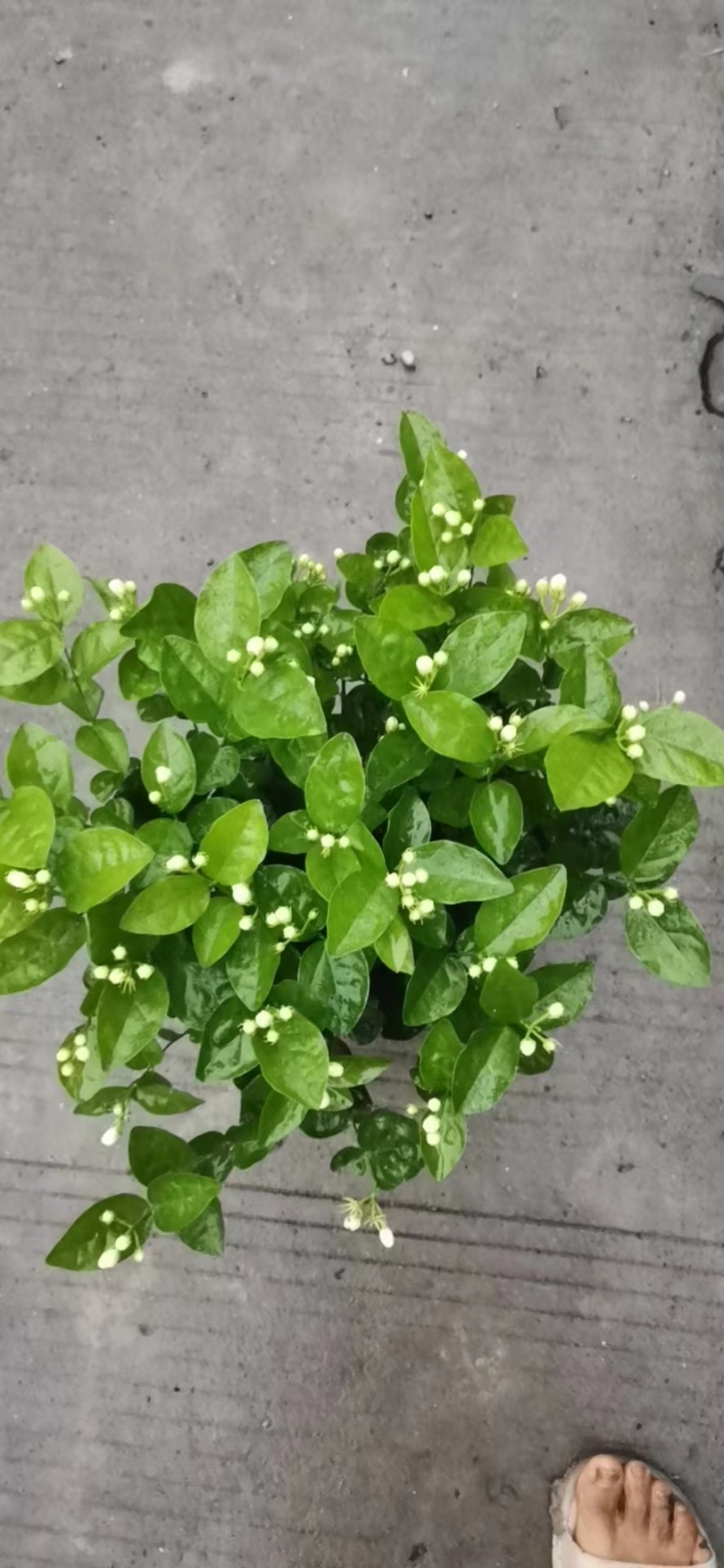 茉莉花不含盆欢迎来电合作一手货源基地直发质量保障