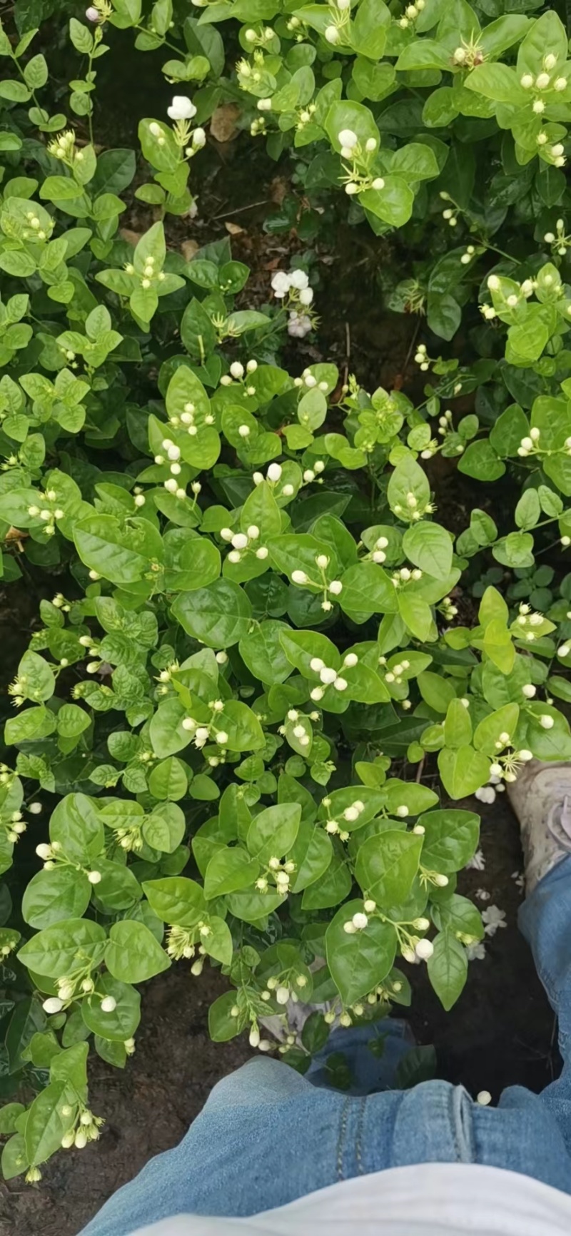 茉莉花不含盆欢迎来电合作一手货源基地直发质量保障
