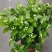 茉莉花苗50~80量大从优质量保障诚信合作一手货源基地直