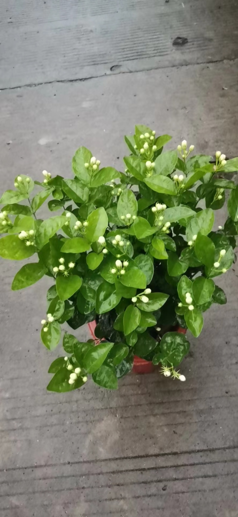 茉莉花苗50~80量大从优质量保障诚信合作一手货源基地直