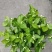 茉莉花苗50~80量大从优质量保障诚信合作一手货源基地直