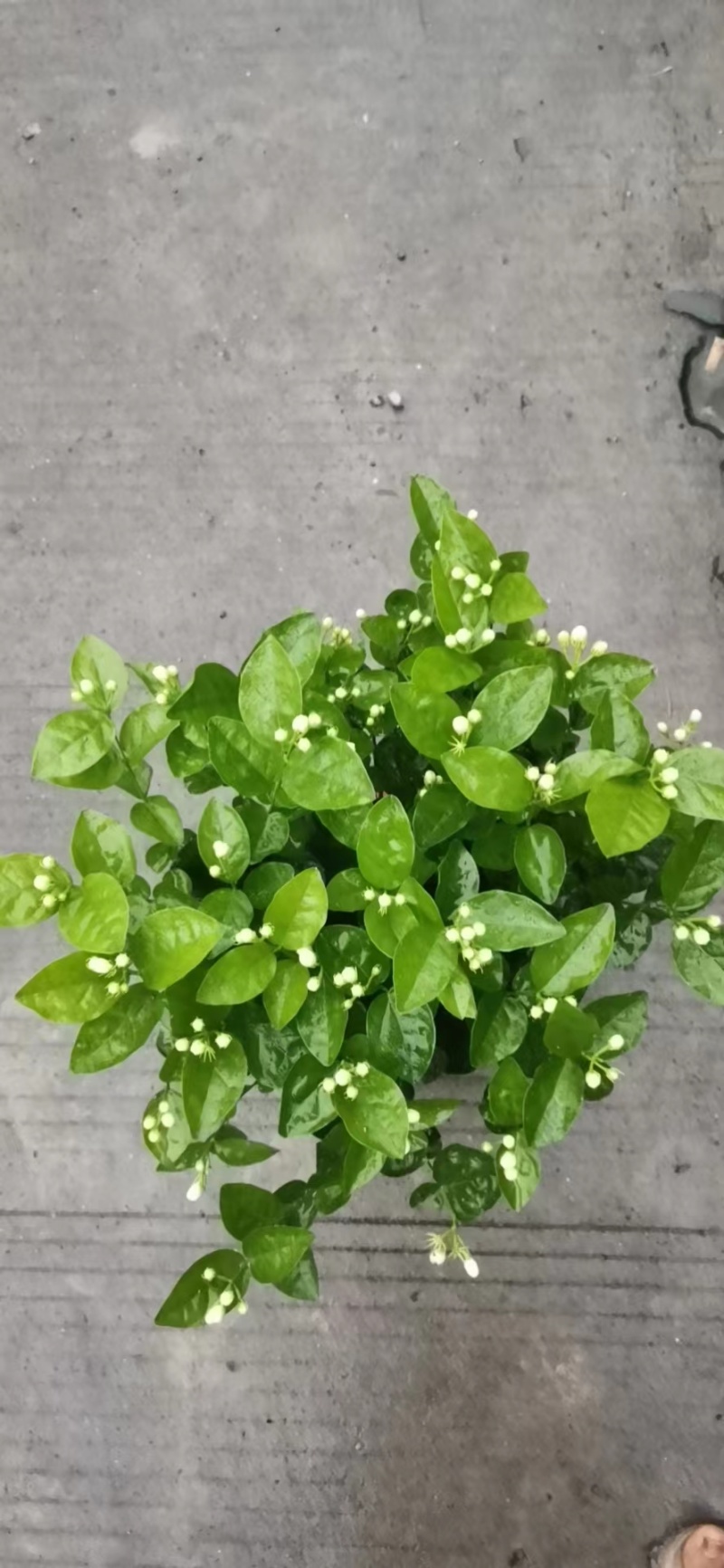 茉莉花苗50~80量大从优质量保障诚信合作一手货源基地直