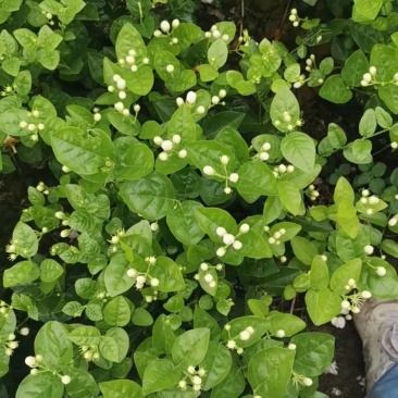 茉莉花苗50~80量大从优质量保障诚信合作一手货源基地直