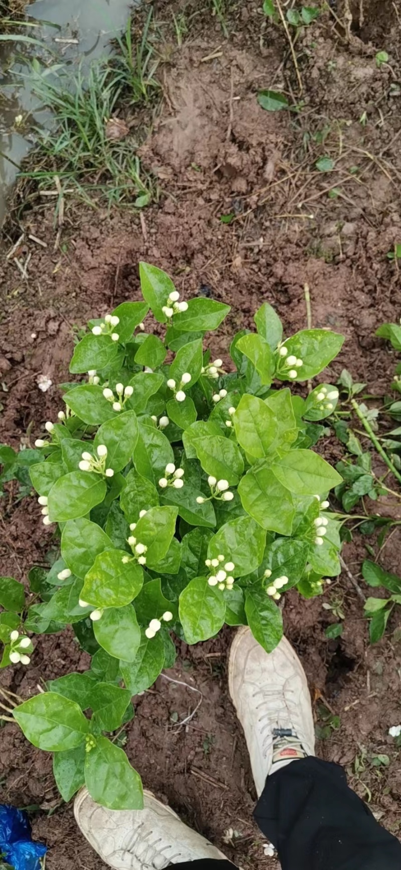 茉莉花苗50~80量大从优质量保障诚信合作一手货源基地直