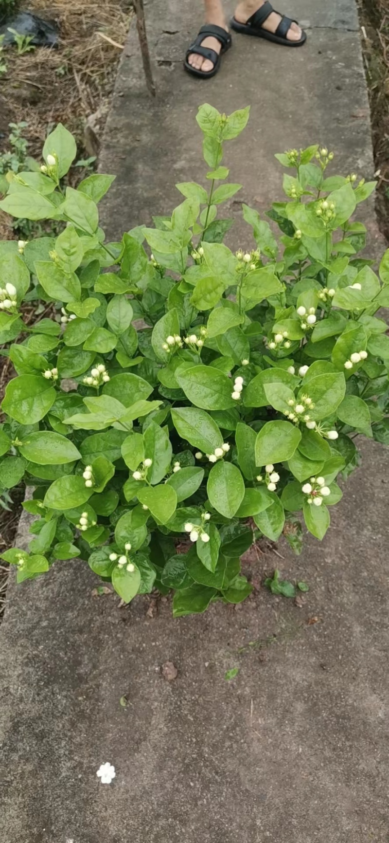 茉莉花苗50~80量大从优质量保障诚信合作一手货源基地直