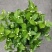 茉莉花苗50~80量大从优质量保障诚信合作一手货源基地直