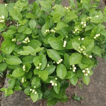 茉莉花苗30~50cm易成活质量保障视频看货诚信合作