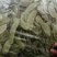 白扁豆，三山扁豆，大量上市，质量优良，对接全国客商