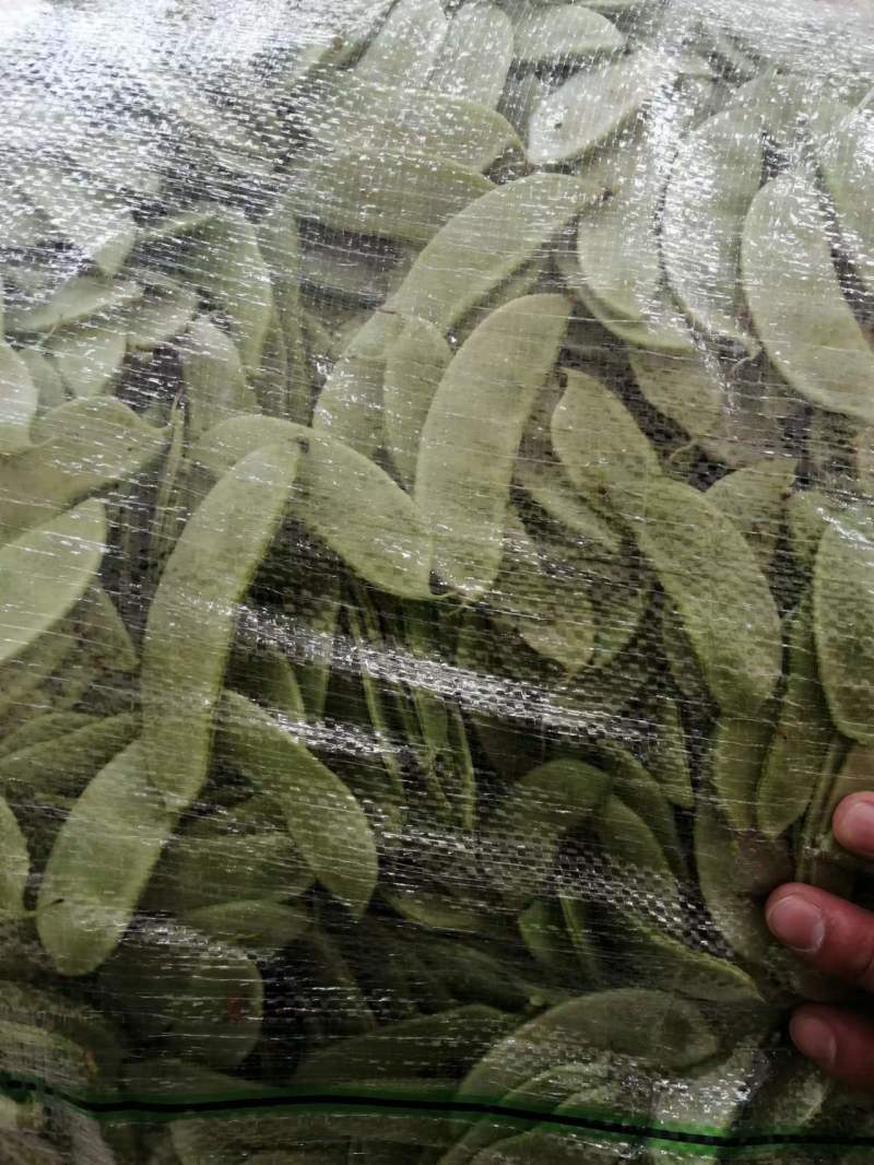 白扁豆，三山扁豆，大量上市，质量优良，对接全国客商