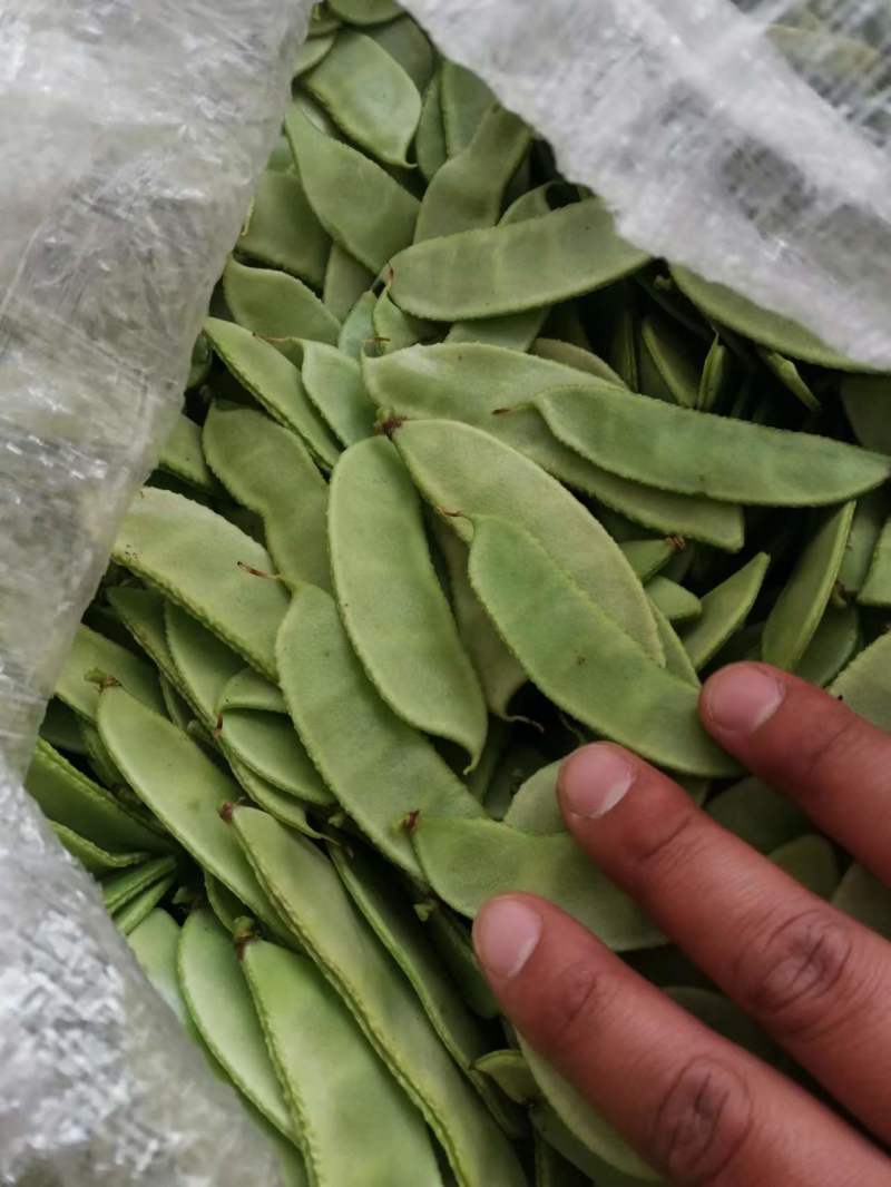 白扁豆，三山扁豆，大量上市，质量优良，对接全国客商