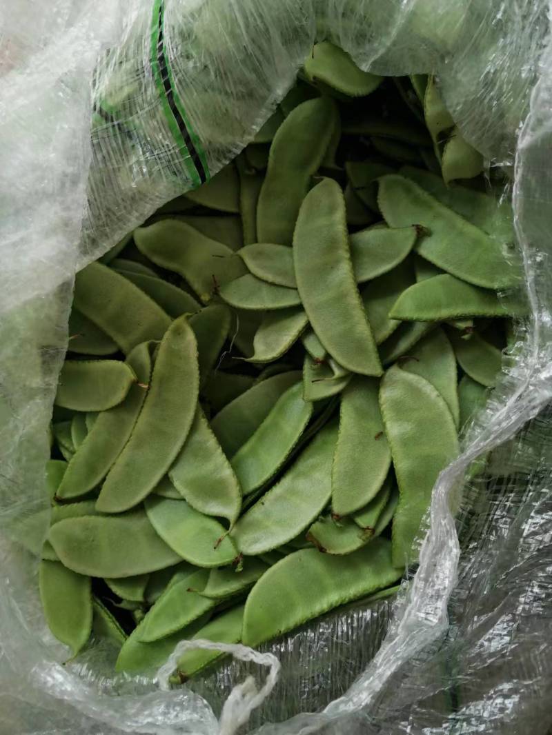 白扁豆，三山扁豆，大量上市，质量优良，对接全国客商