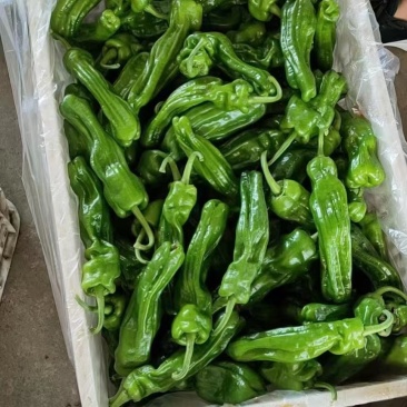 精品本地货，青皮椒大量上市，量大从优，质量有保证。
