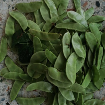 白扁豆，三山扁豆，大量上市，质量优良，对接全国客商