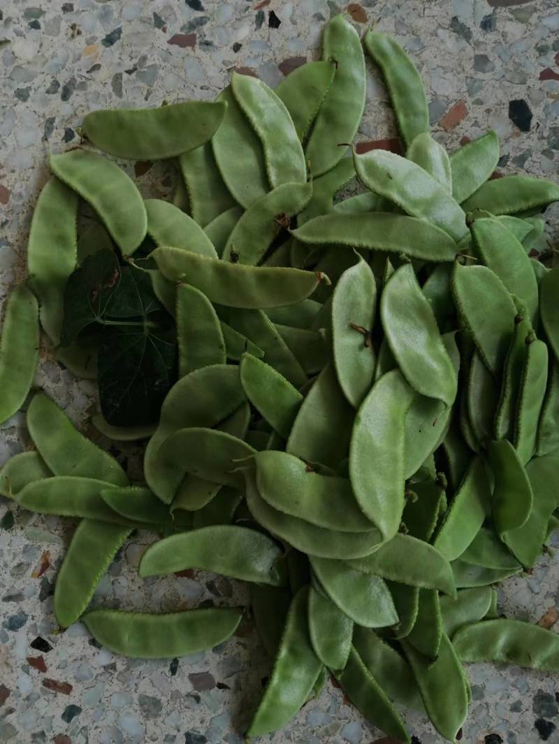 白扁豆，三山扁豆，大量上市，质量优良，对接全国客商