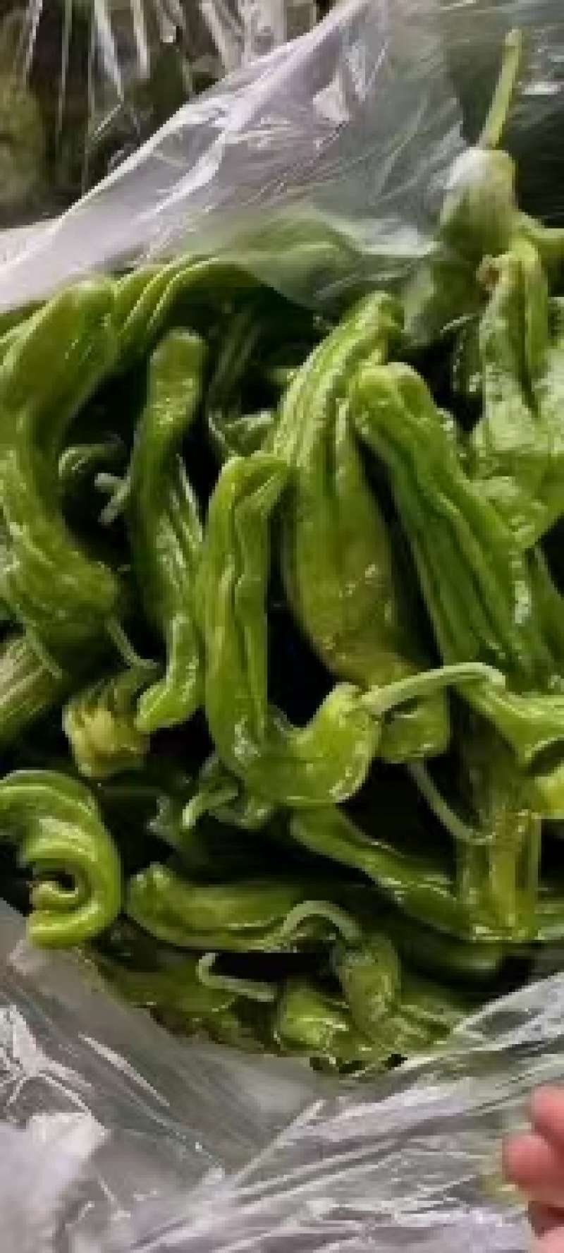 精品本地货，青皮椒大量上市，量大从优，质量有保证。