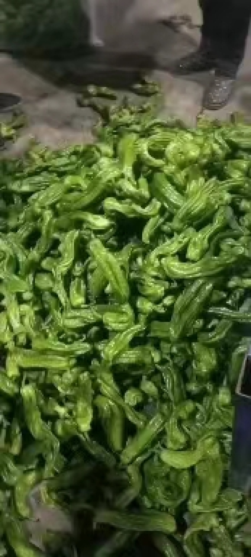 精品本地货，青皮椒大量上市，量大从优，质量有保证。