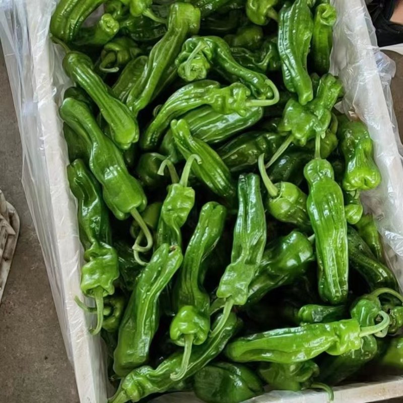 精品本地货，青皮椒大量上市，量大从优，质量有保证。