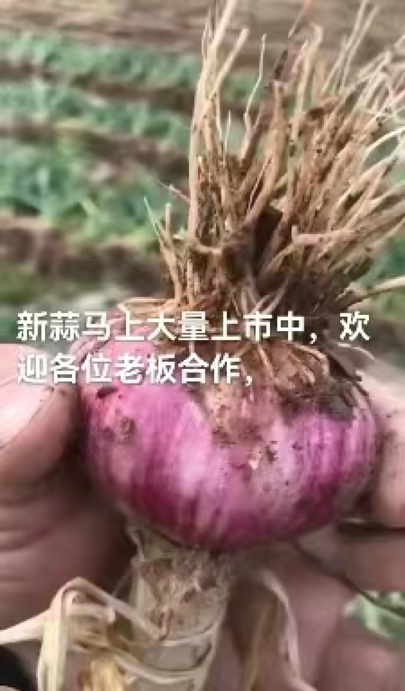 把子蒜大量上市中，货量充足质量保证，个头在5-5.5