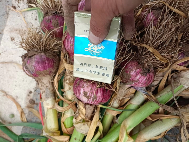 把子蒜大量上市中，货量充足质量保证，个头在5-5.5