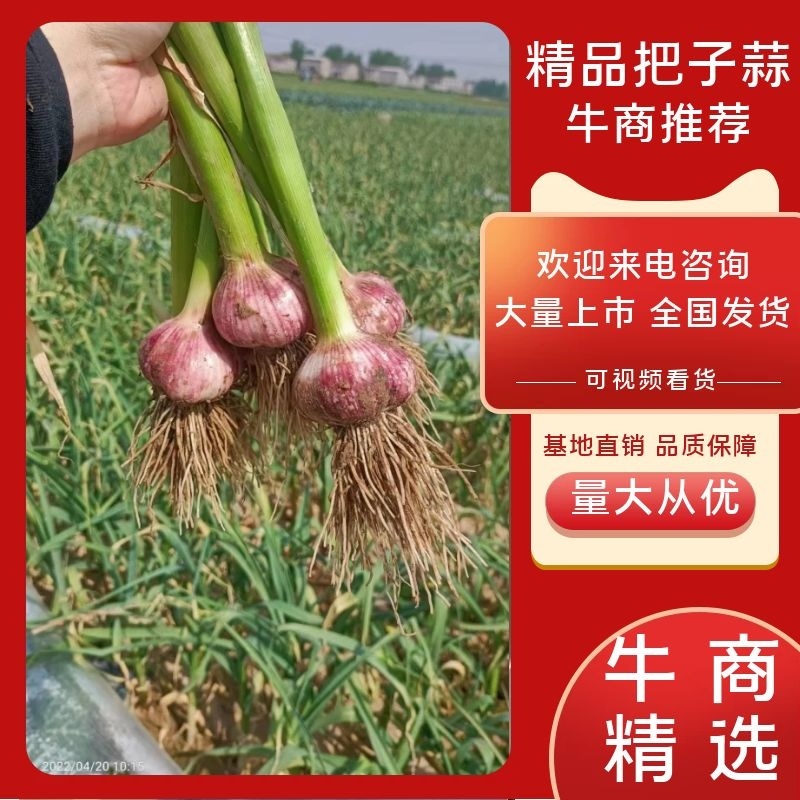 把子蒜大量上市中，货量充足质量保证，个头在5-5.5
