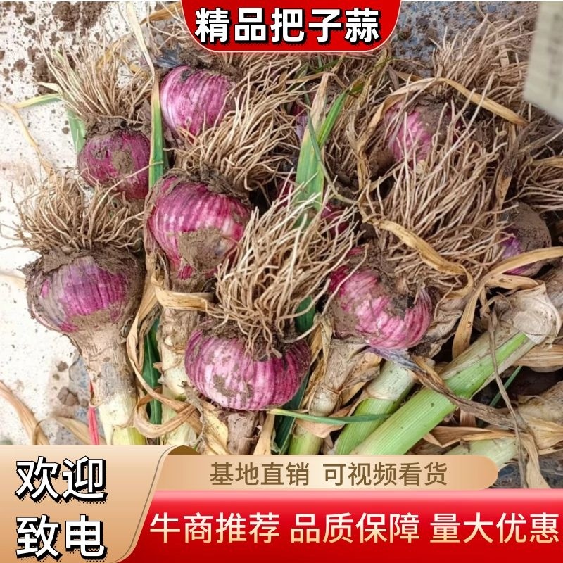 中牟县把子蒜脱水蒜！扒米蒜，产地直销，量大从优