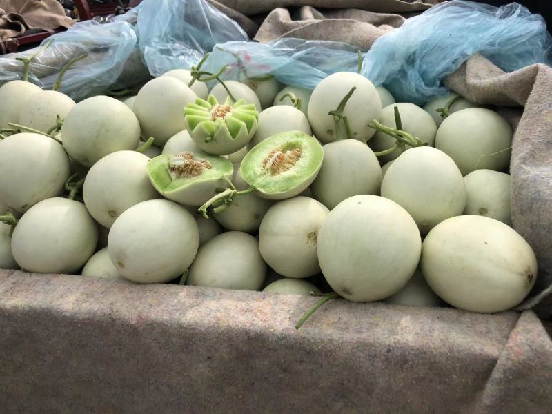 精品玉姑甜瓜山东产地直发量大质优欢迎各位老板电话联系