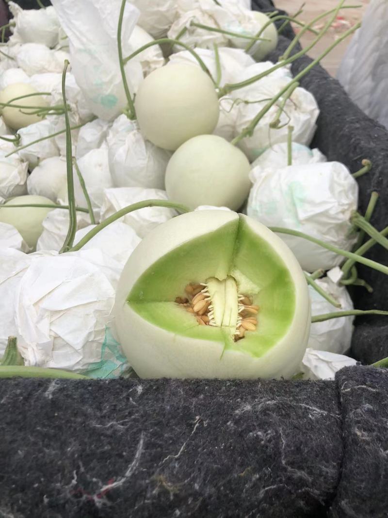 精品玉姑甜瓜山东产地直发量大质优欢迎各位老板电话联系