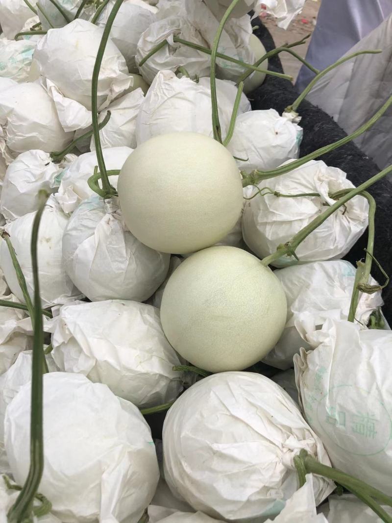 精品玉姑甜瓜山东产地直发量大质优欢迎各位老板电话联系