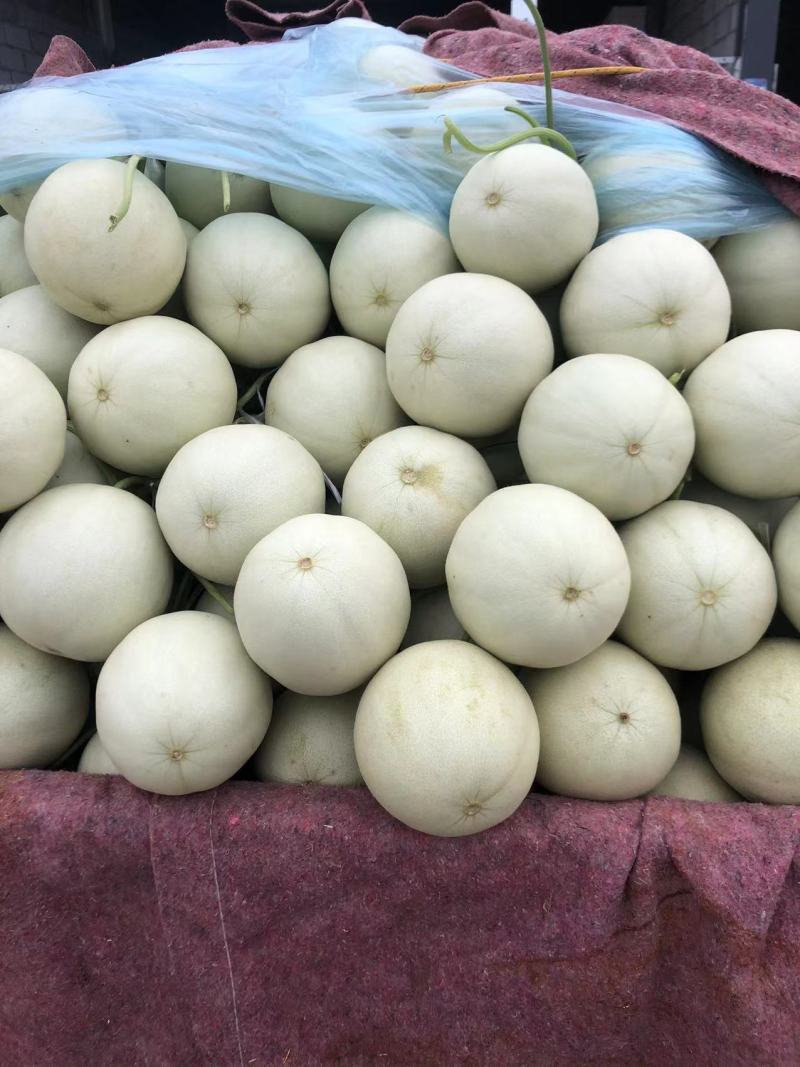 精品玉姑甜瓜山东产地直发量大质优欢迎各位老板电话联系