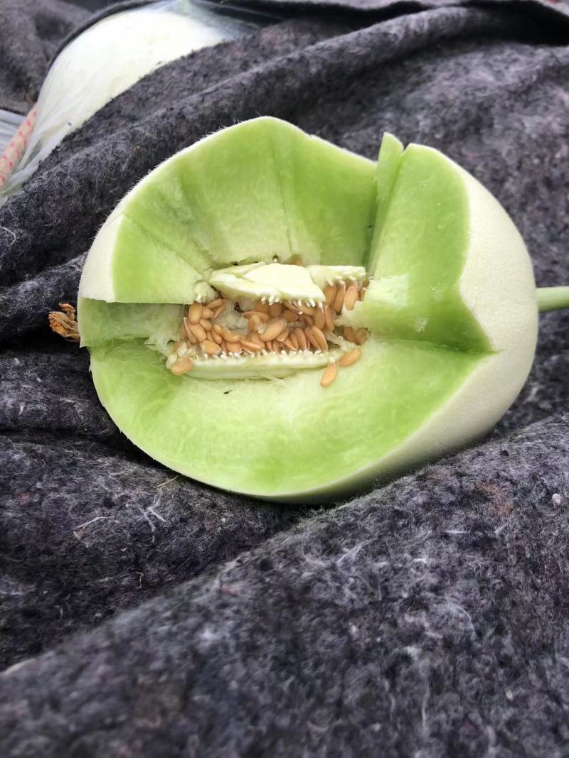 精品玉姑甜瓜山东产地直发量大质优欢迎各位老板电话联系