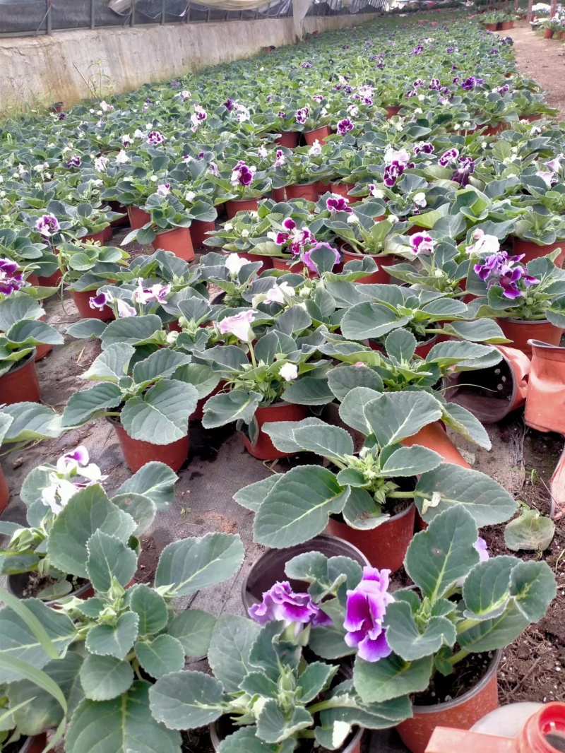 【热销】大岩桐芙蓉花花色齐全基地直发欢迎采购