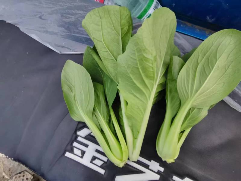 安徽精品快菜一手货源基地直发质量保障视频看货诚信合作