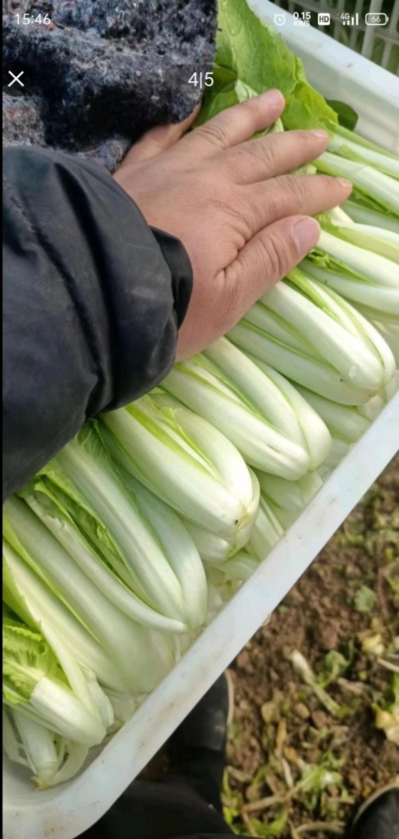 安徽精品快菜一手货源基地直发质量保障视频看货诚信合作