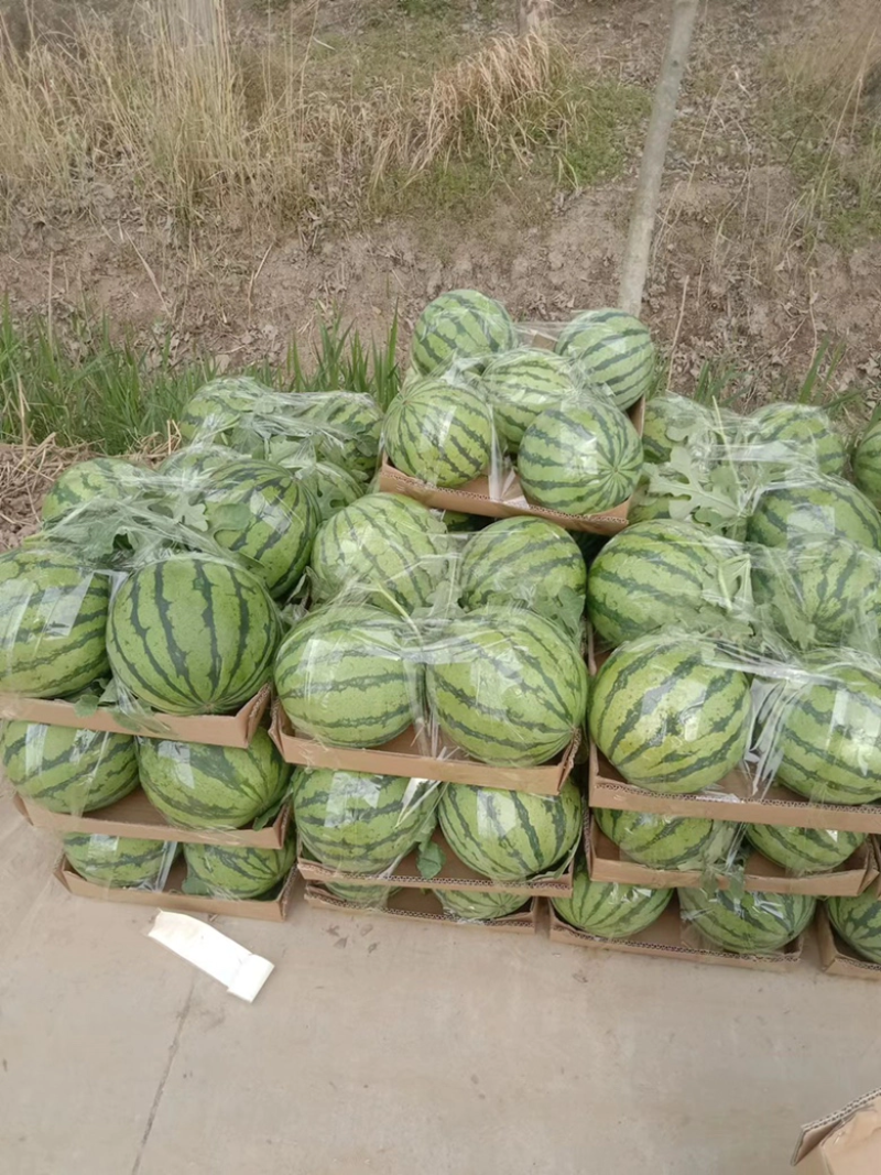 精品嘉年华西瓜大量上市产地直供全国发货