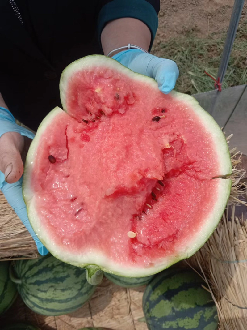 精品嘉年华西瓜大量上市产地直供全国发货