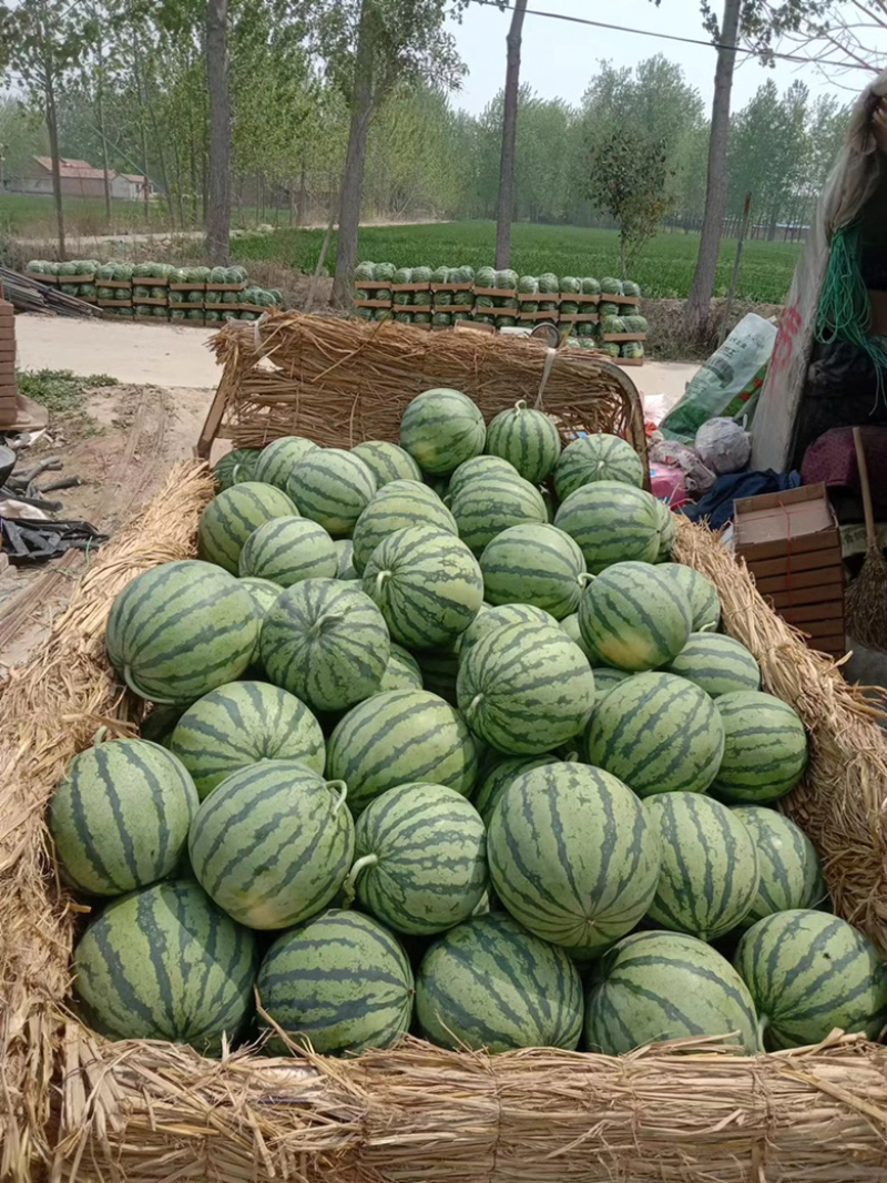 精品嘉年华西瓜大量上市产地直供全国发货